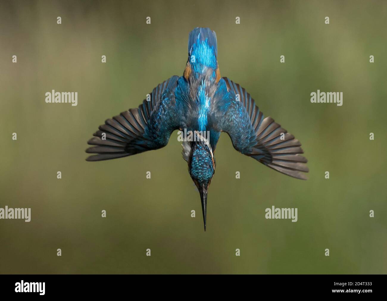 Common Kingfisher Diving Stock Photo