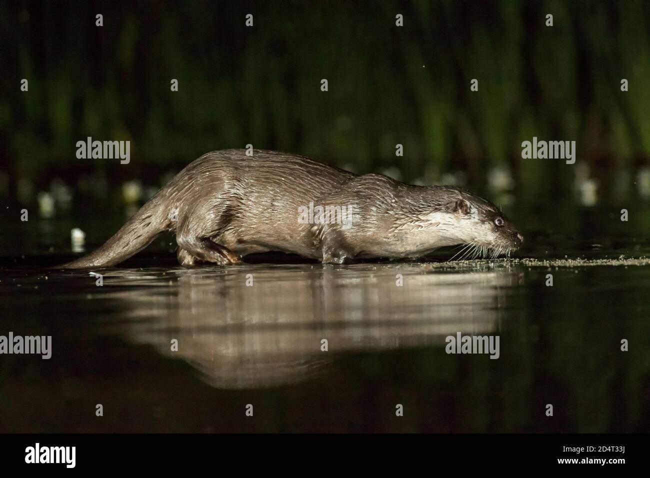 Otter in the Mist Stock Photo