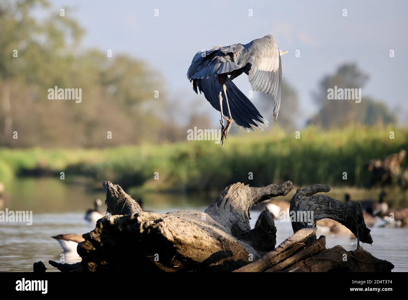Great blue Heron just took flight off a log. Flying over a river with its wings in a down flap.flying away from the camera. Stock Photo