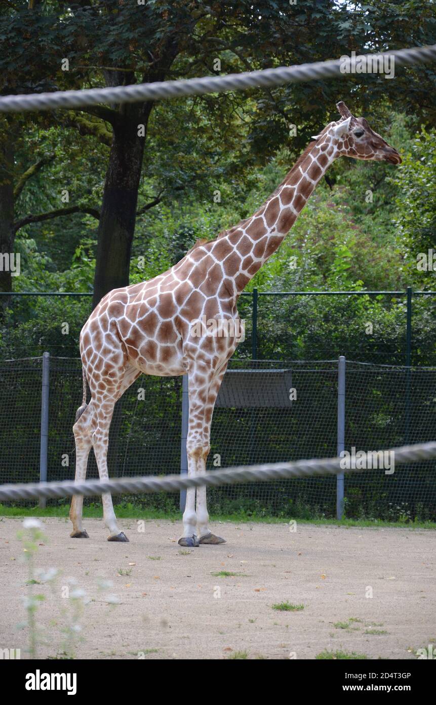 Reticulated Somali giraffes in the zoo Stock Photo