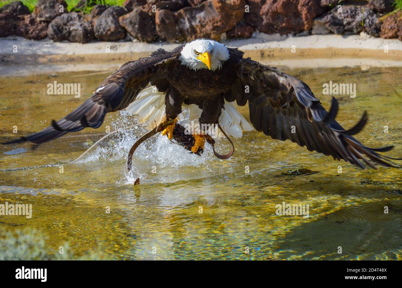 Golden eagle in flight hires stock photography and images Alamy