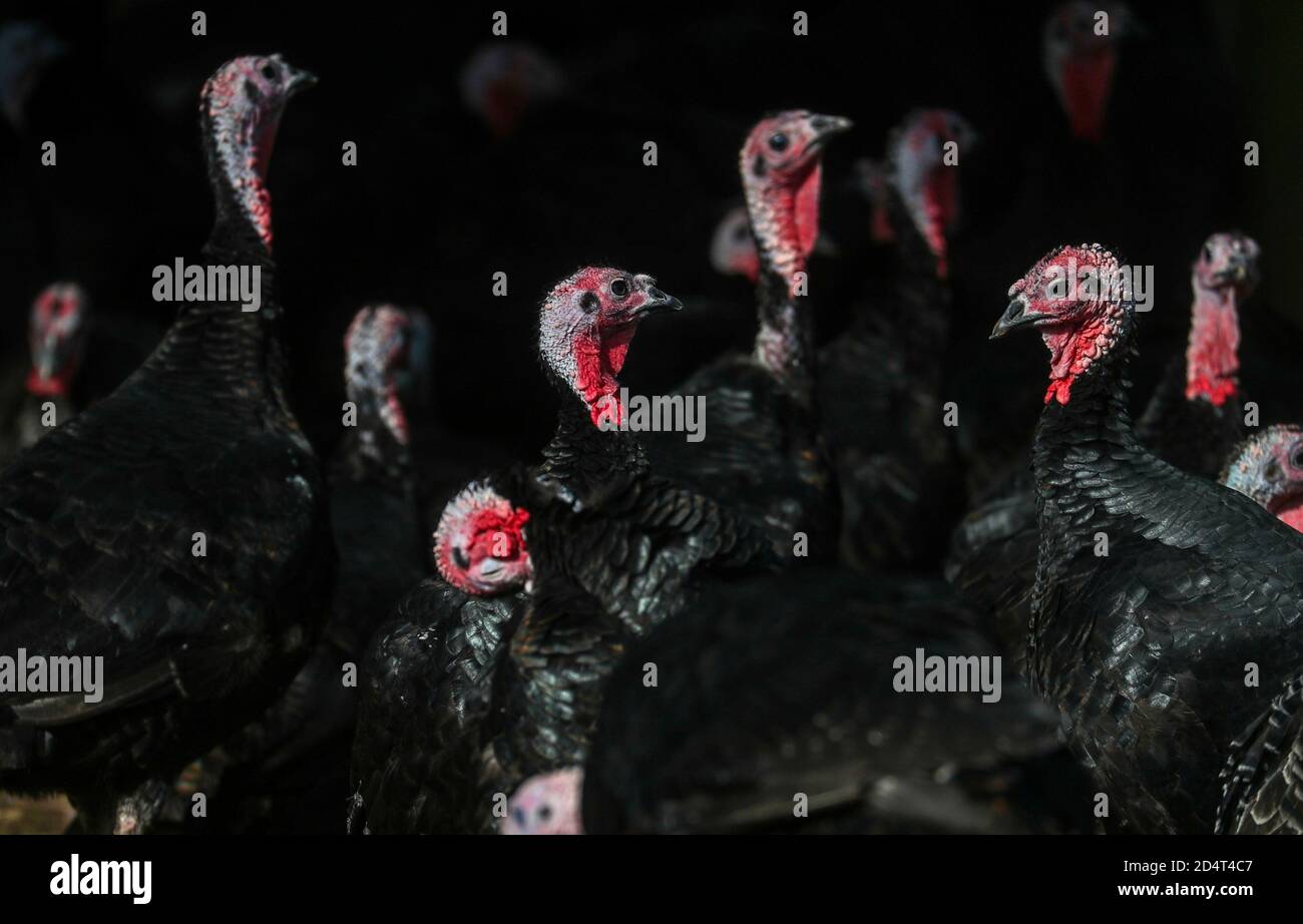 Alpacas Copas Traditional Turkeys High Resolution Stock Photography and ...