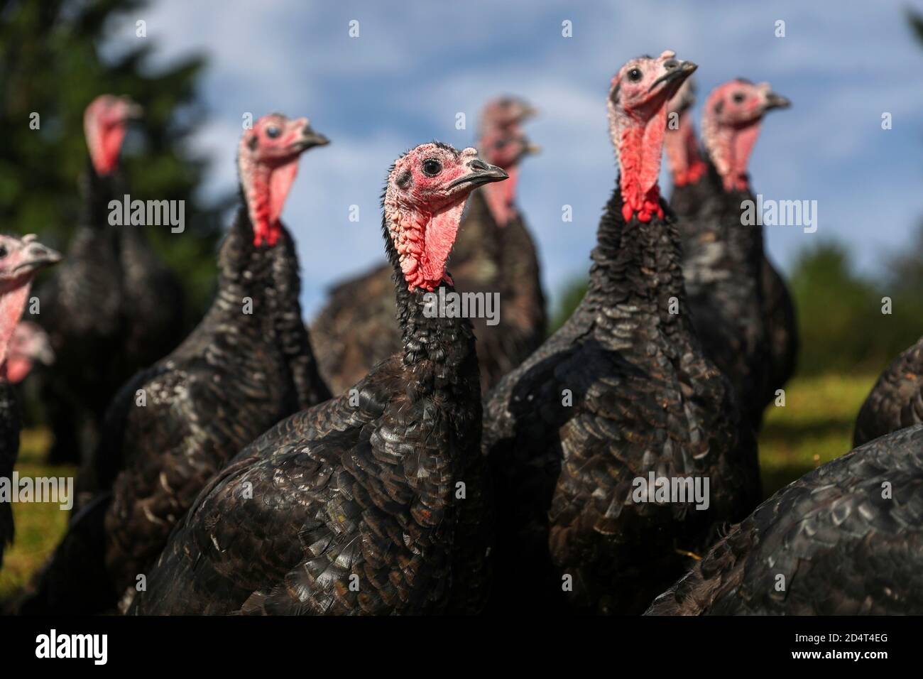 Turkeys are guarded from foxes by Alpacas at Copas Traditional Turkeys ...