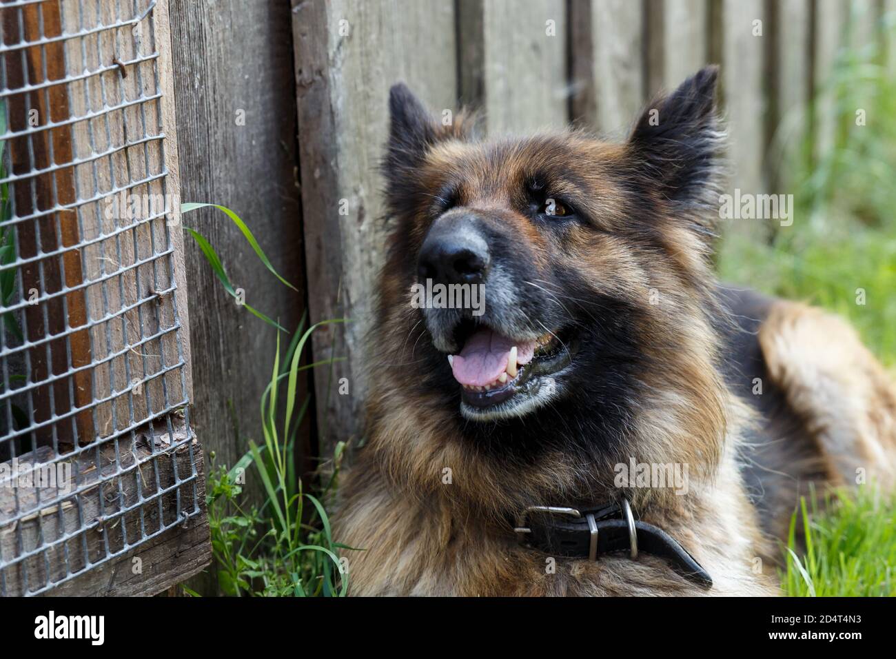 What Does It Mean When A Dog Stares At The Wall