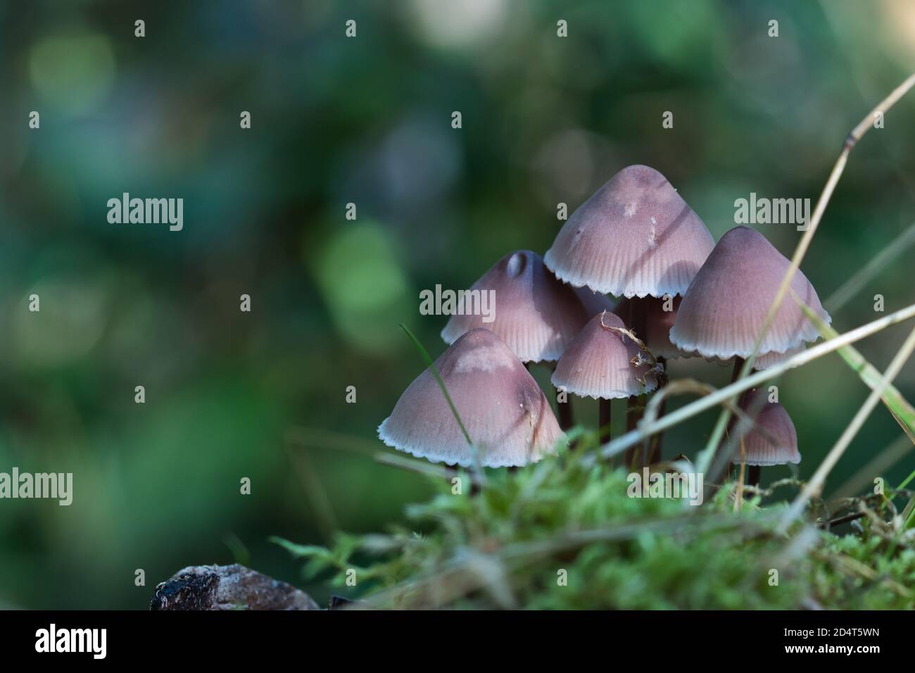Oak-stump bonnet cap mushrooms growing in the cluster, pale reddish and brown caps, green moss on the foreground, blurred bokeh fall season background Stock Photo