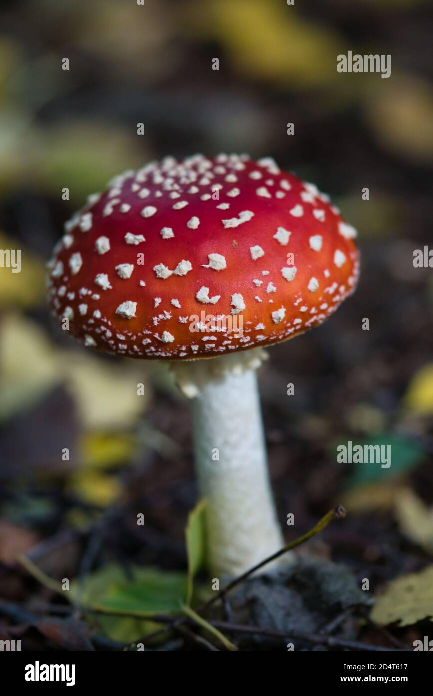 Fly agaric  toadstool texture close up, vibrant red mushroom cap with white dots on and white stem against blurred bokeh backround of fallen yellow, b Stock Photo