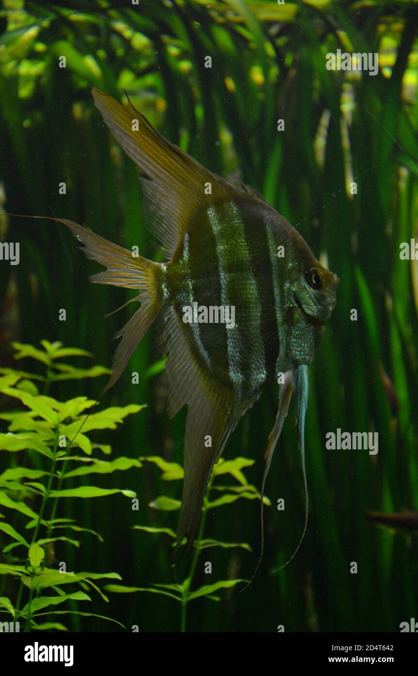 Scalar (Pterophyllum altum) in aquarium Stock Photo