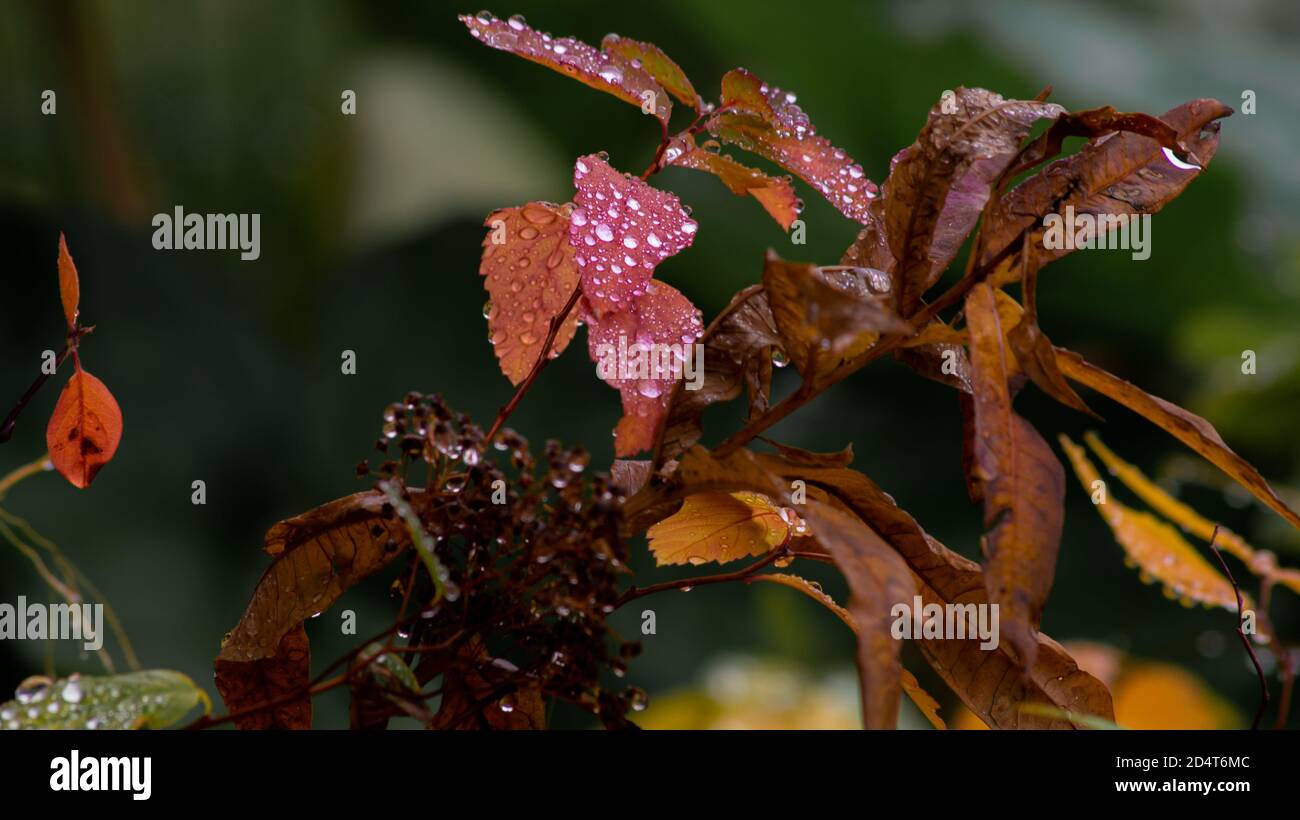 Waterdrop on leafs Stock Photo