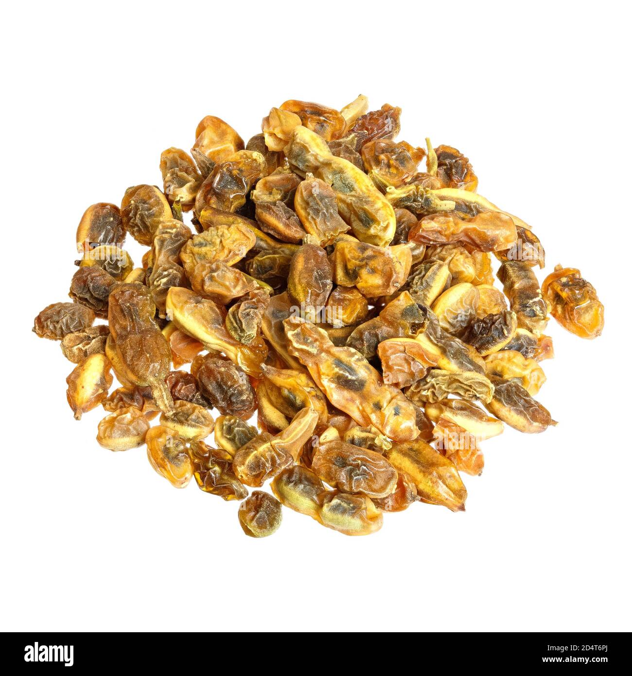 Herbs: dried sophora japonica beans isolated on the white background. Stock Photo
