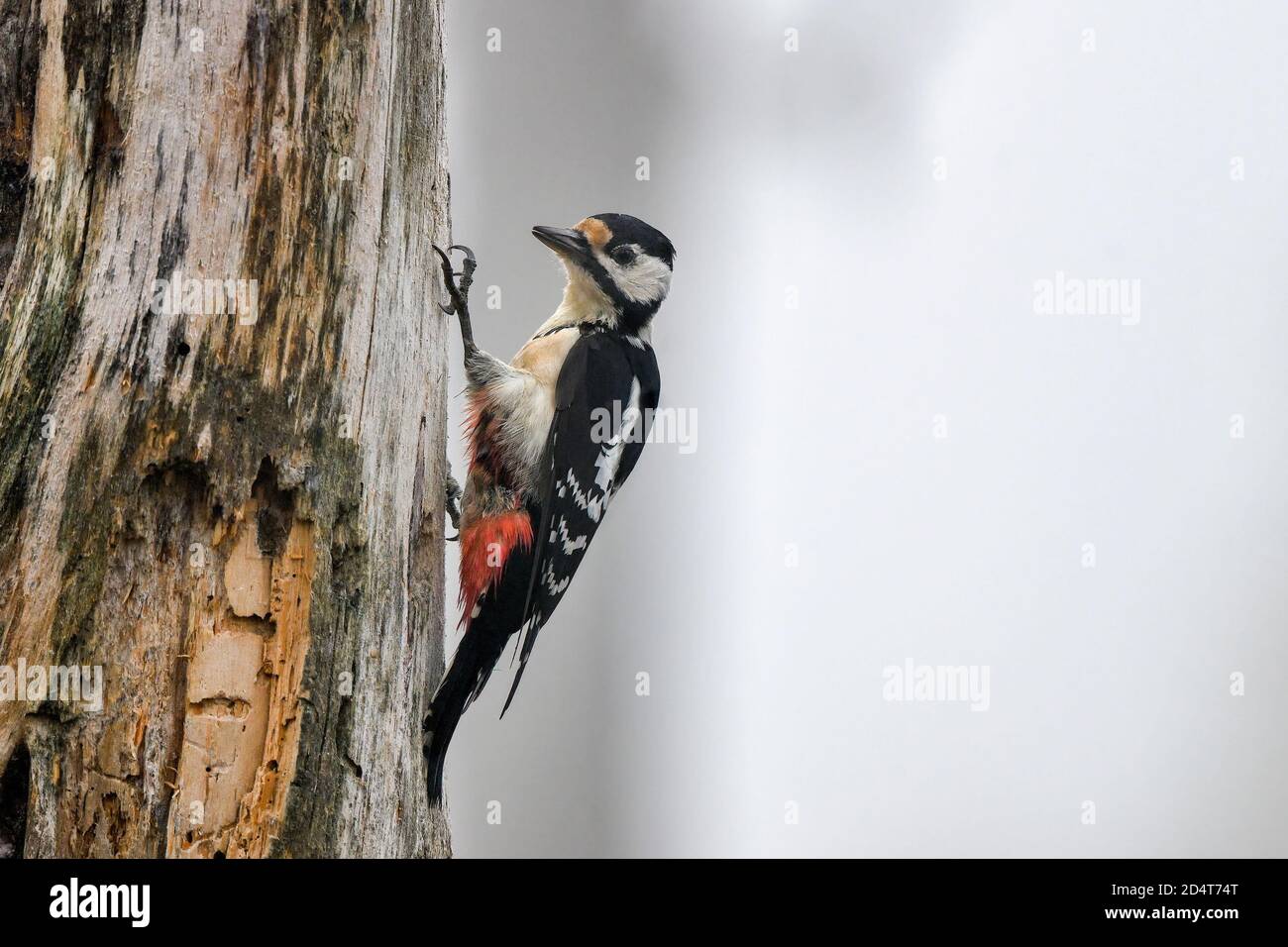 Great spotted woodpecker in foggy boreal forest. Stock Photo