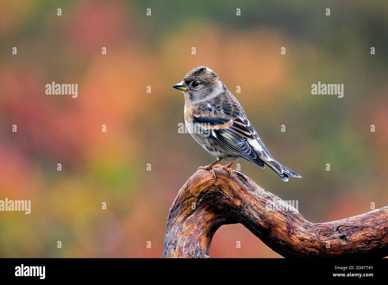 Brambling against colorful autumn background. Stock Photo
