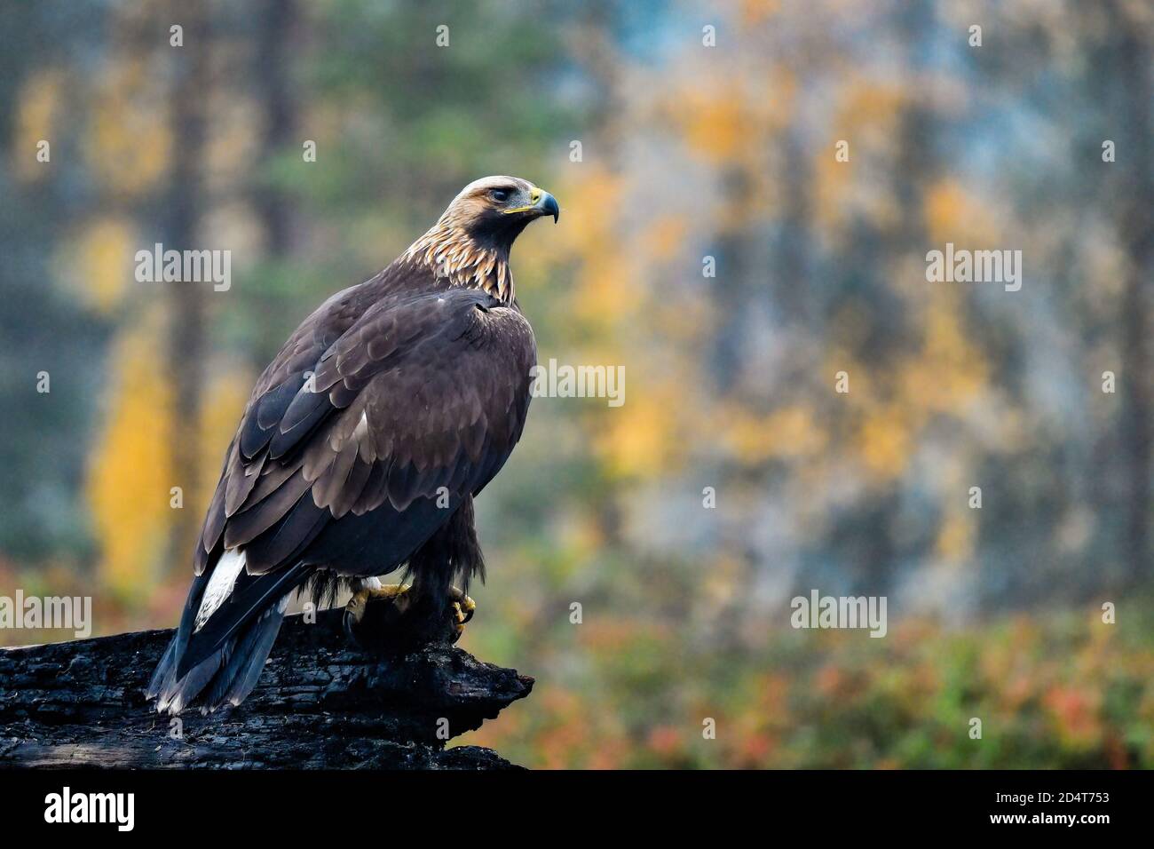 Golden eagle in the boreal forest at his guarding post. Stock Photo