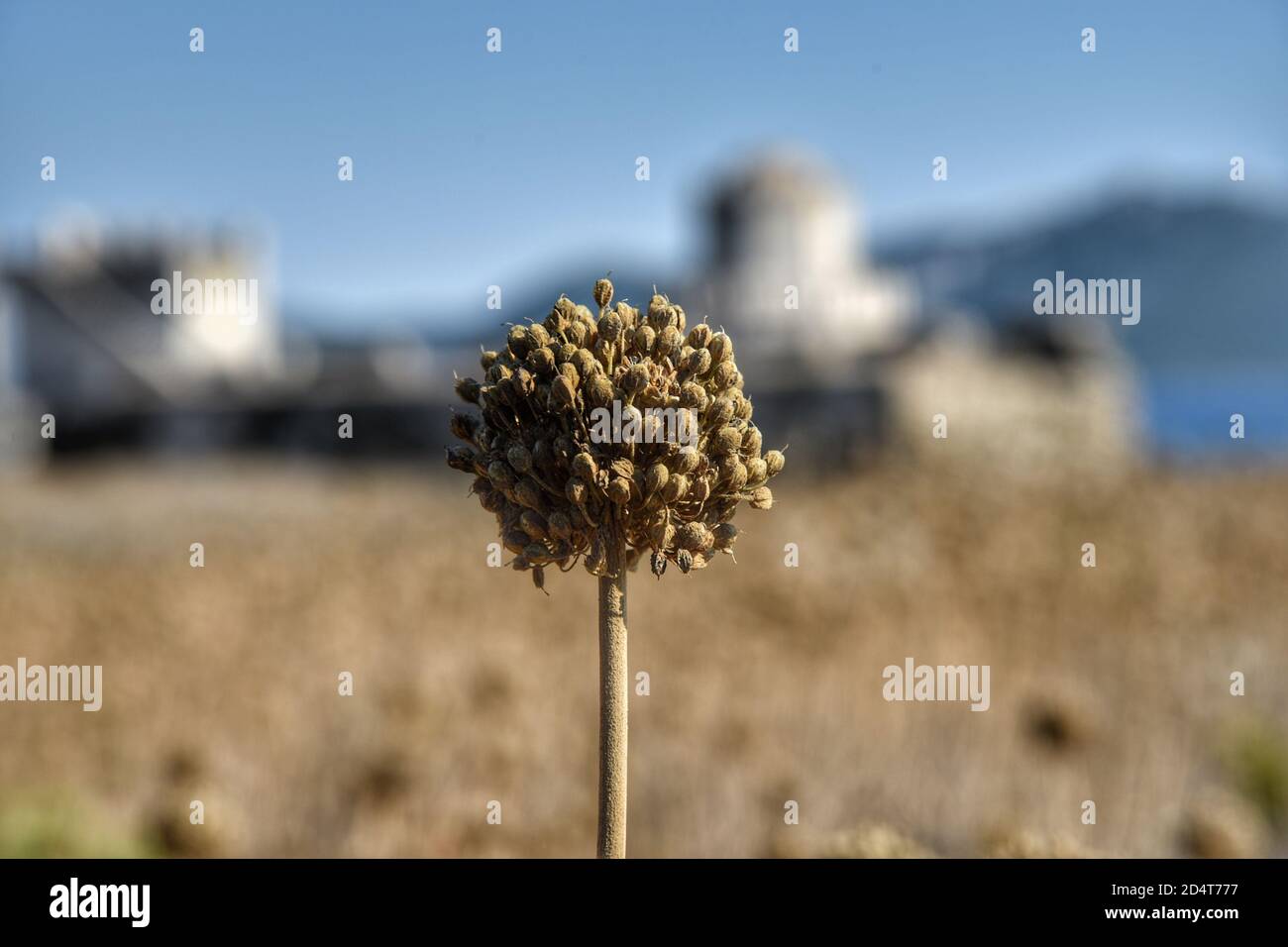 Dry garlic flower Stock Photo Alamy