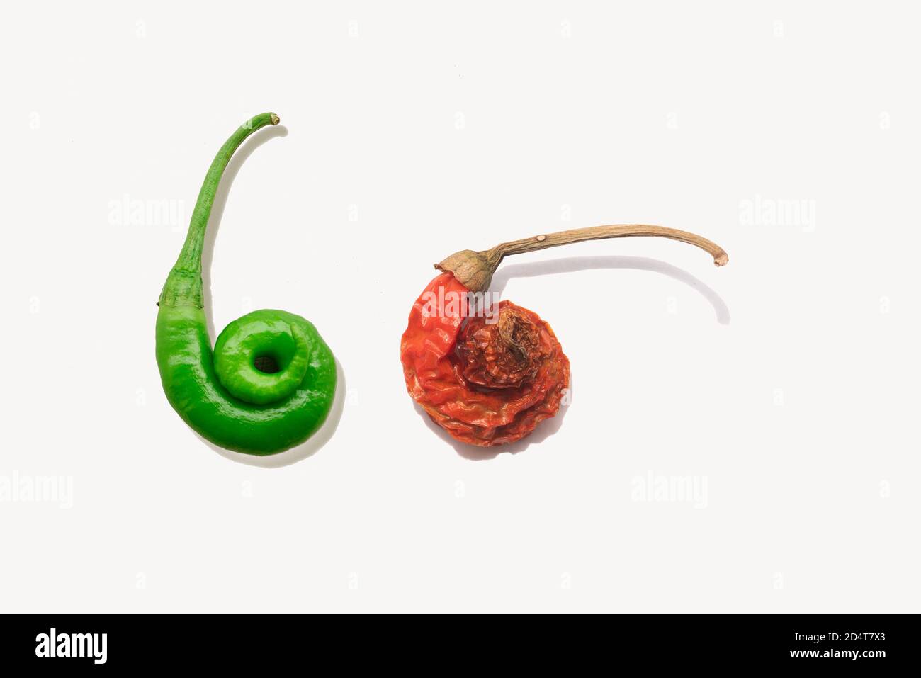 A GREEN CHILLIE AND ITS TRANSFORMATION INTO A DRIED RED CHILLIE Stock Photo
