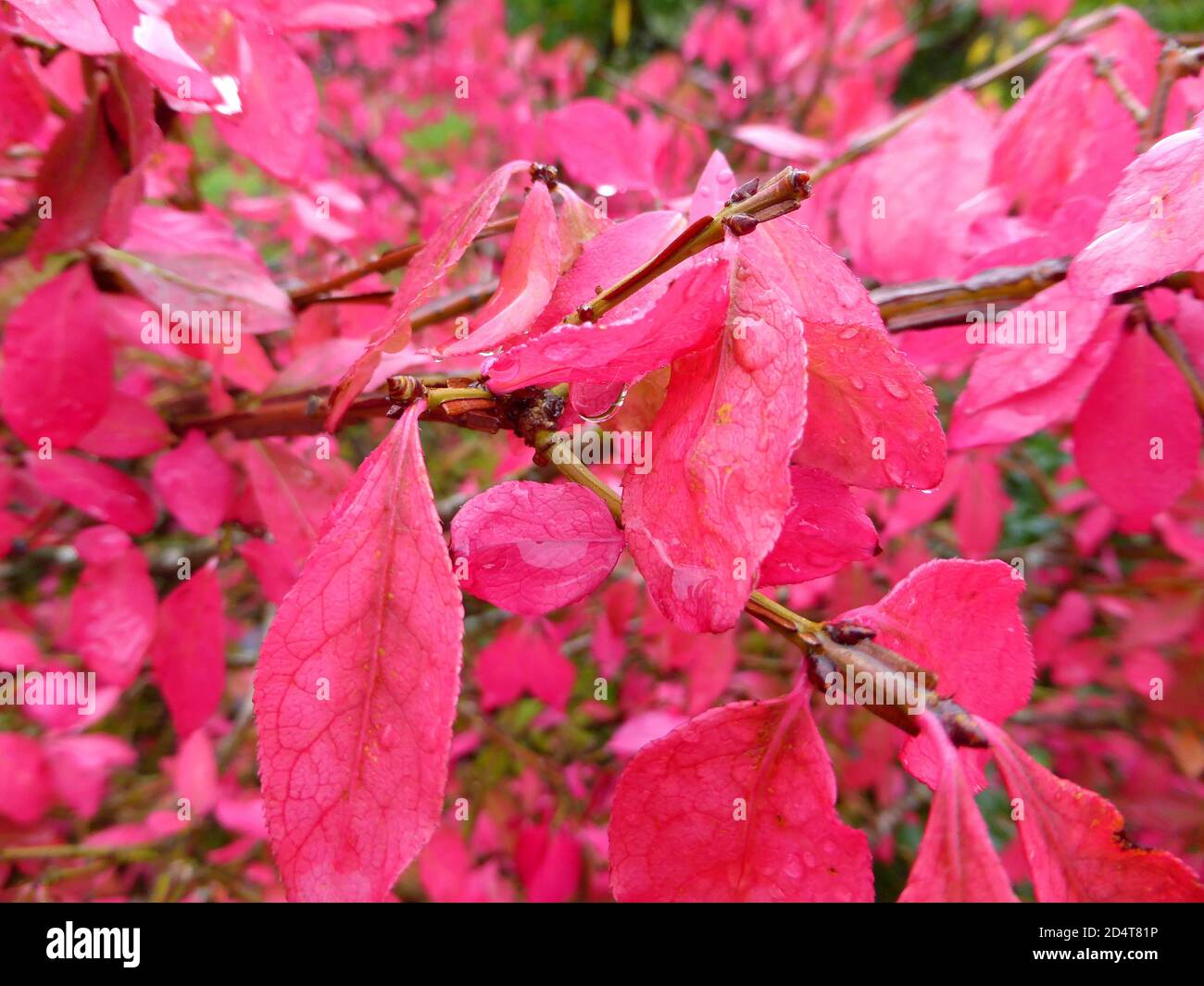 winged spindle with beautiful autumnal colored leaves Stock Photo
