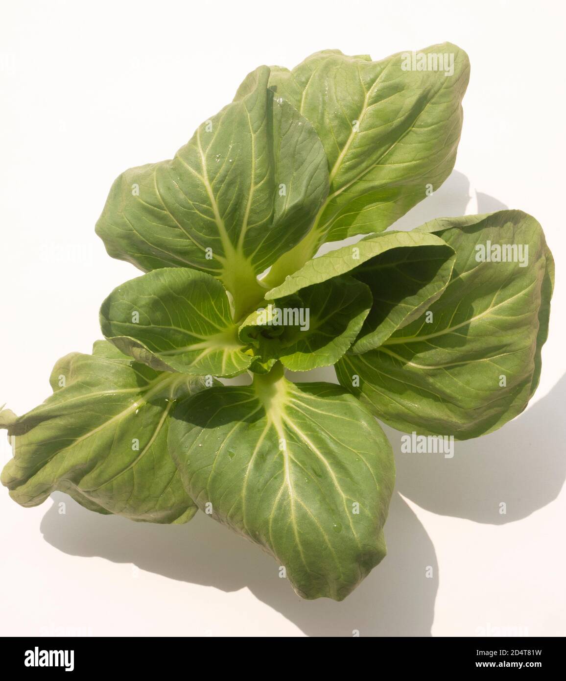 Still Life of Pok Choi Stock Photo - Alamy