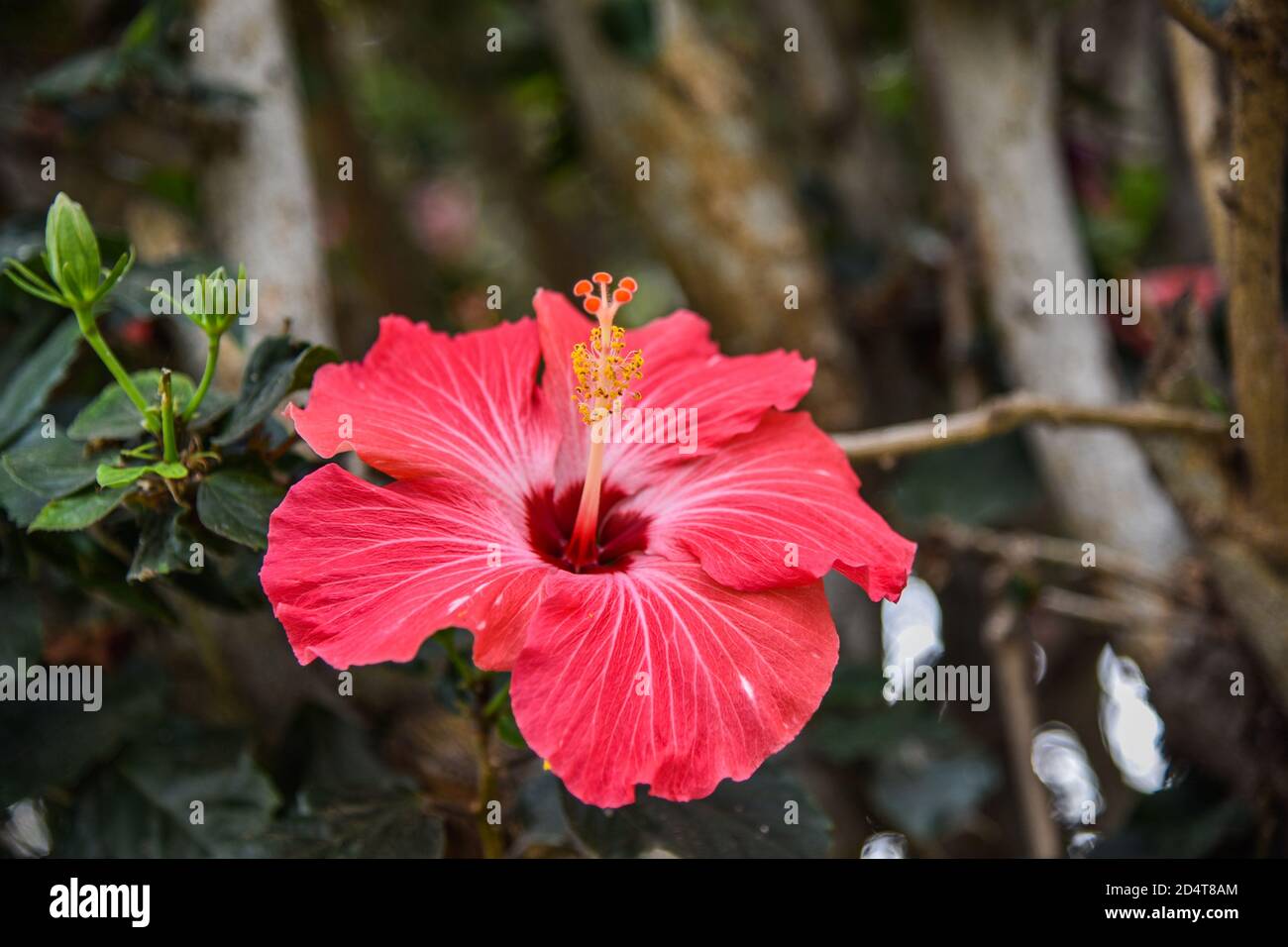 Beautiful hibiscus flower photo hi-res stock photography and images - Alamy