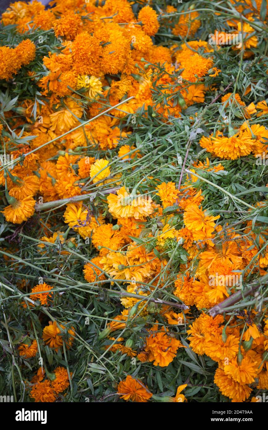 Day of the Dead Scattered Marigold Stems Stock Photo Alamy