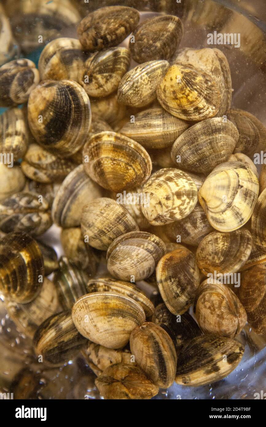 Cleaning clams hires stock photography and images Alamy
