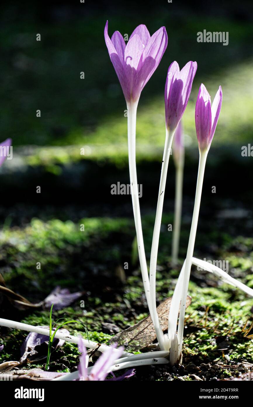 macro photo of colchicaceae plant growing on mossy soil  Stock Photo