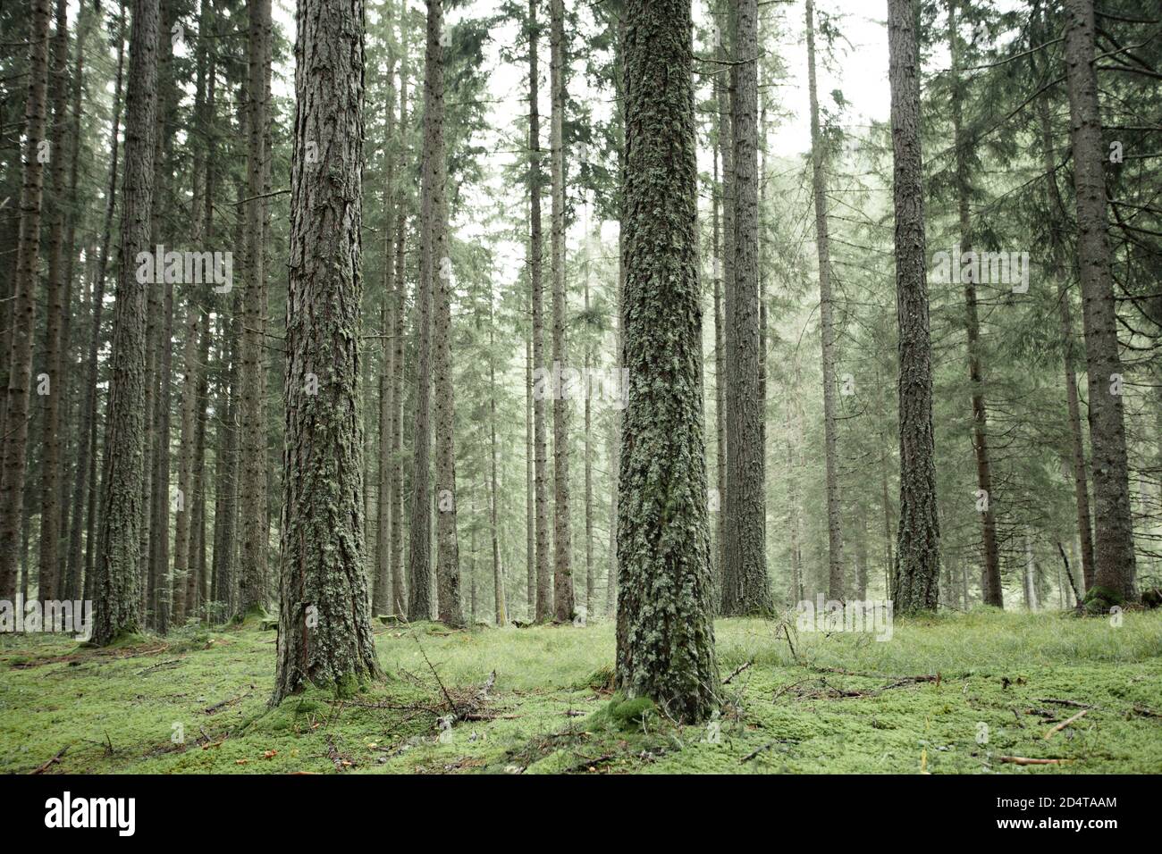 Wide view inside a pine forest in the Dolomites (Italy) Stock Photo