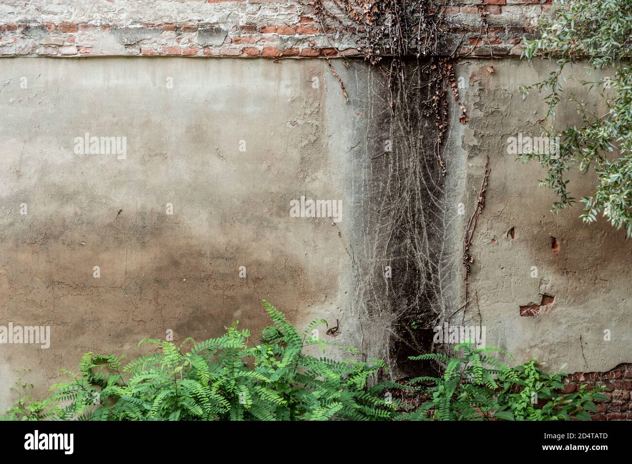 marks of cut away vines on brick and cement wall Stock Photo