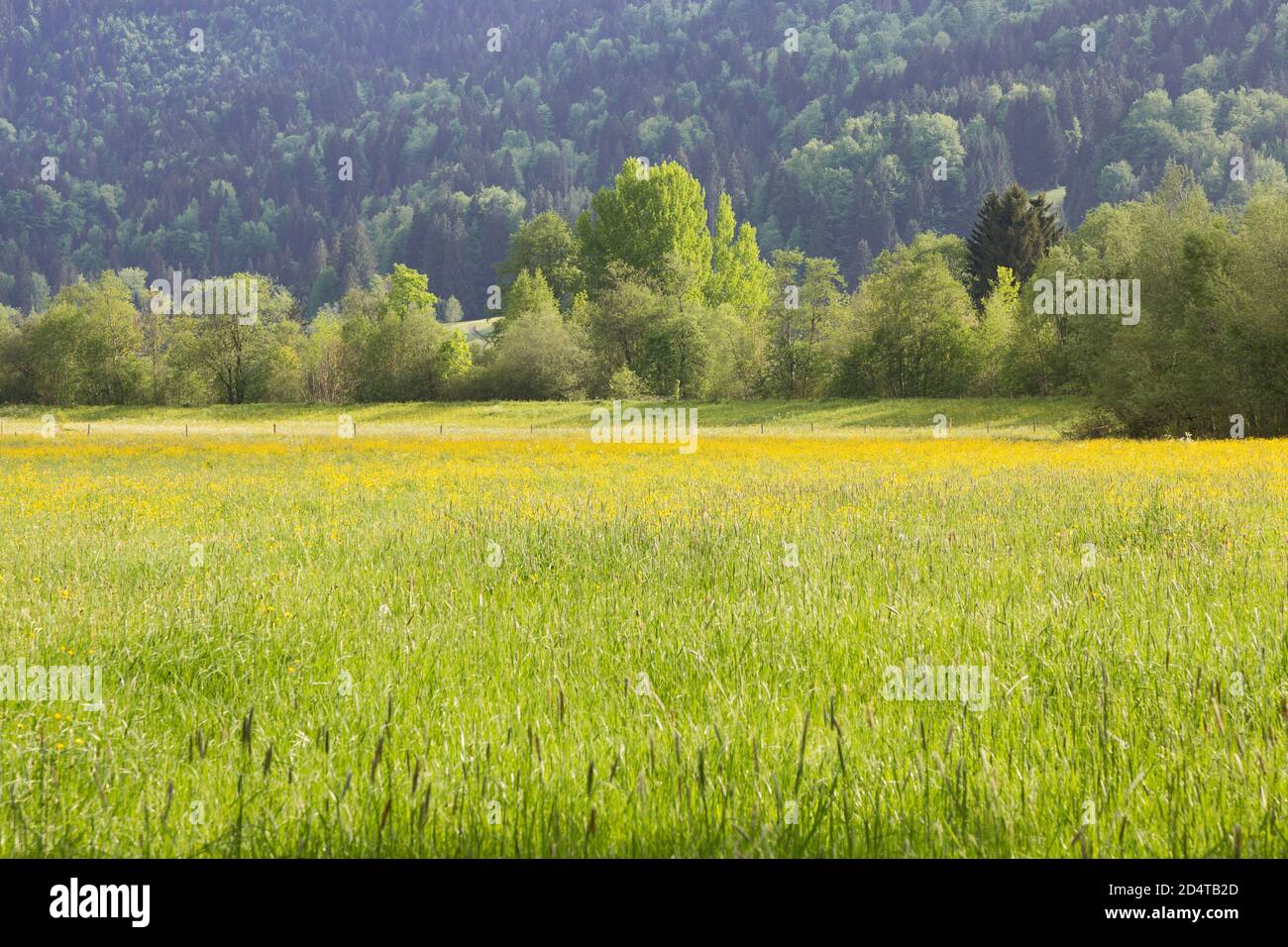 Allgäu, Oberstdorf, blühende Wiesen, Wald Stock Photo