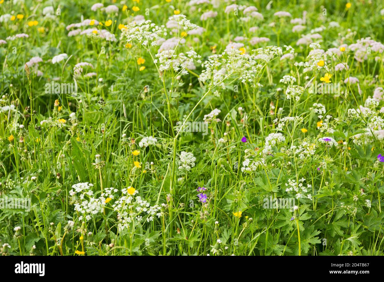 Allgäu, Oberstdorf, blühende Wiesen, Nahaufnahme Stock Photo