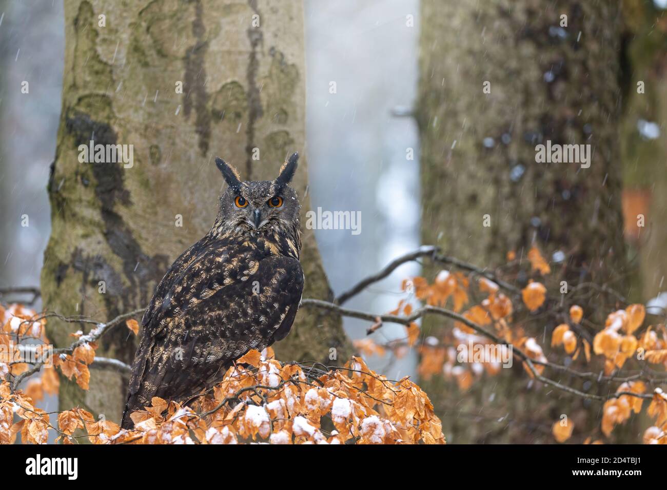 Slowly falling snow on background hi-res stock photography and images ...