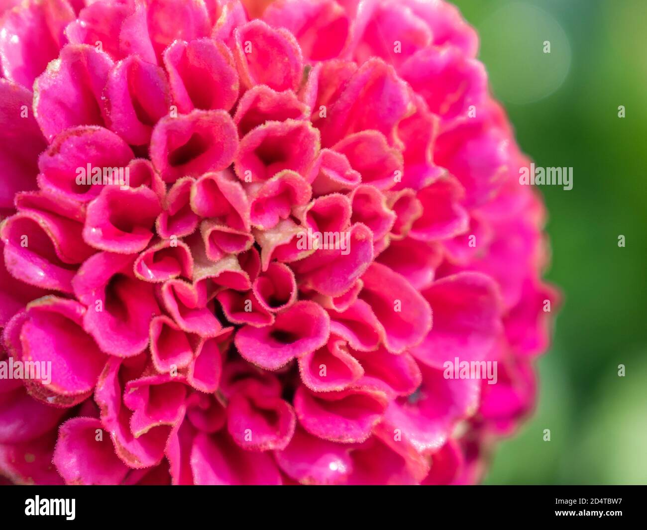 Close up dahlias hi-res stock photography and images - Alamy