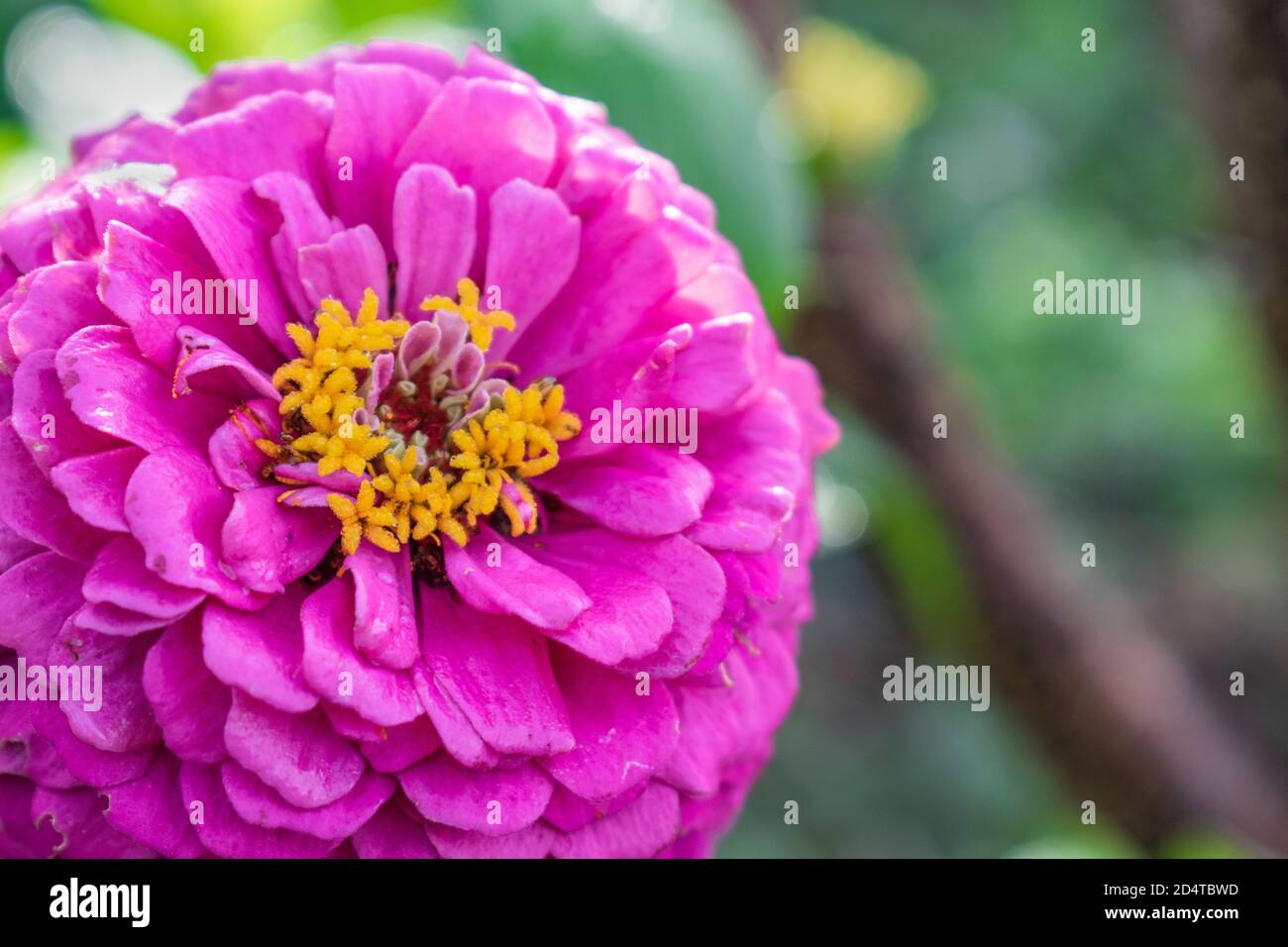 Close up of pink Zinnia elegans flower in bloom Stock Photo