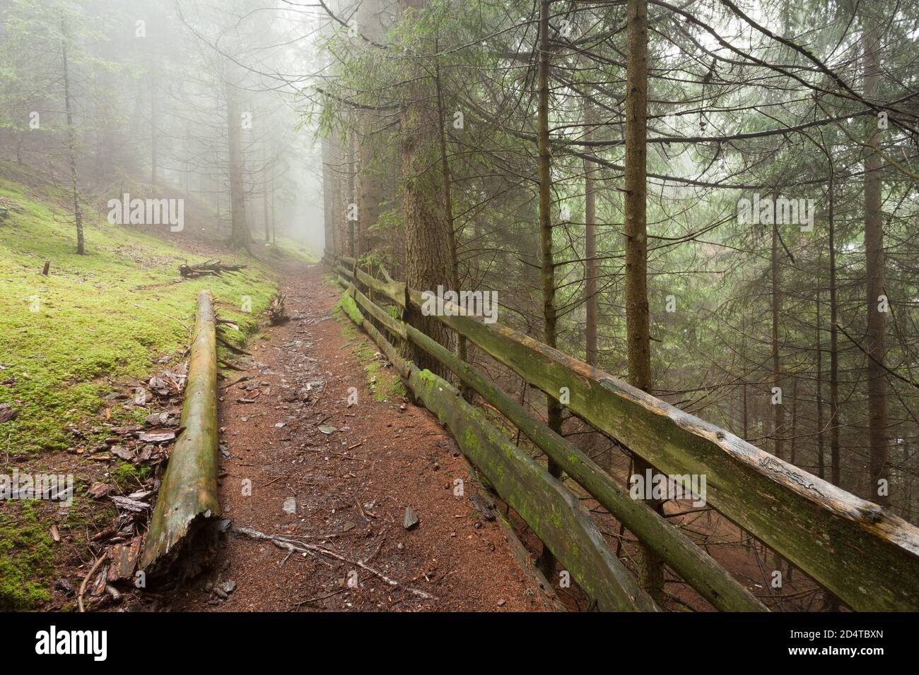 Wide view inside a pine forest in a foggy day Stock Photo - Alamy