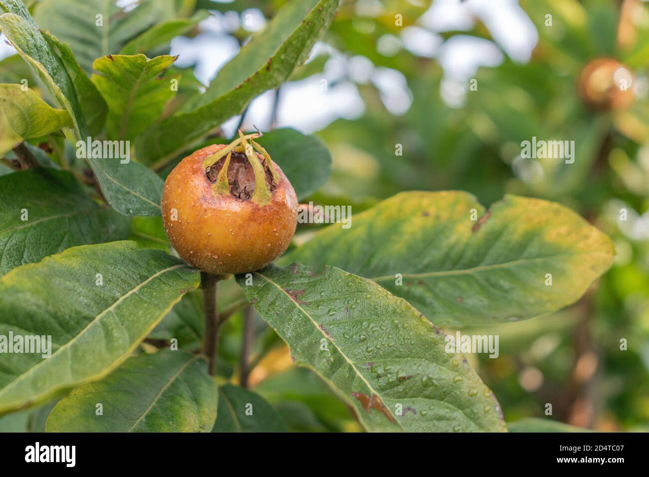 Close up of Mespilus germanica fruits. Medlar fruit on the tree. Serbia, Europe Stock Photo