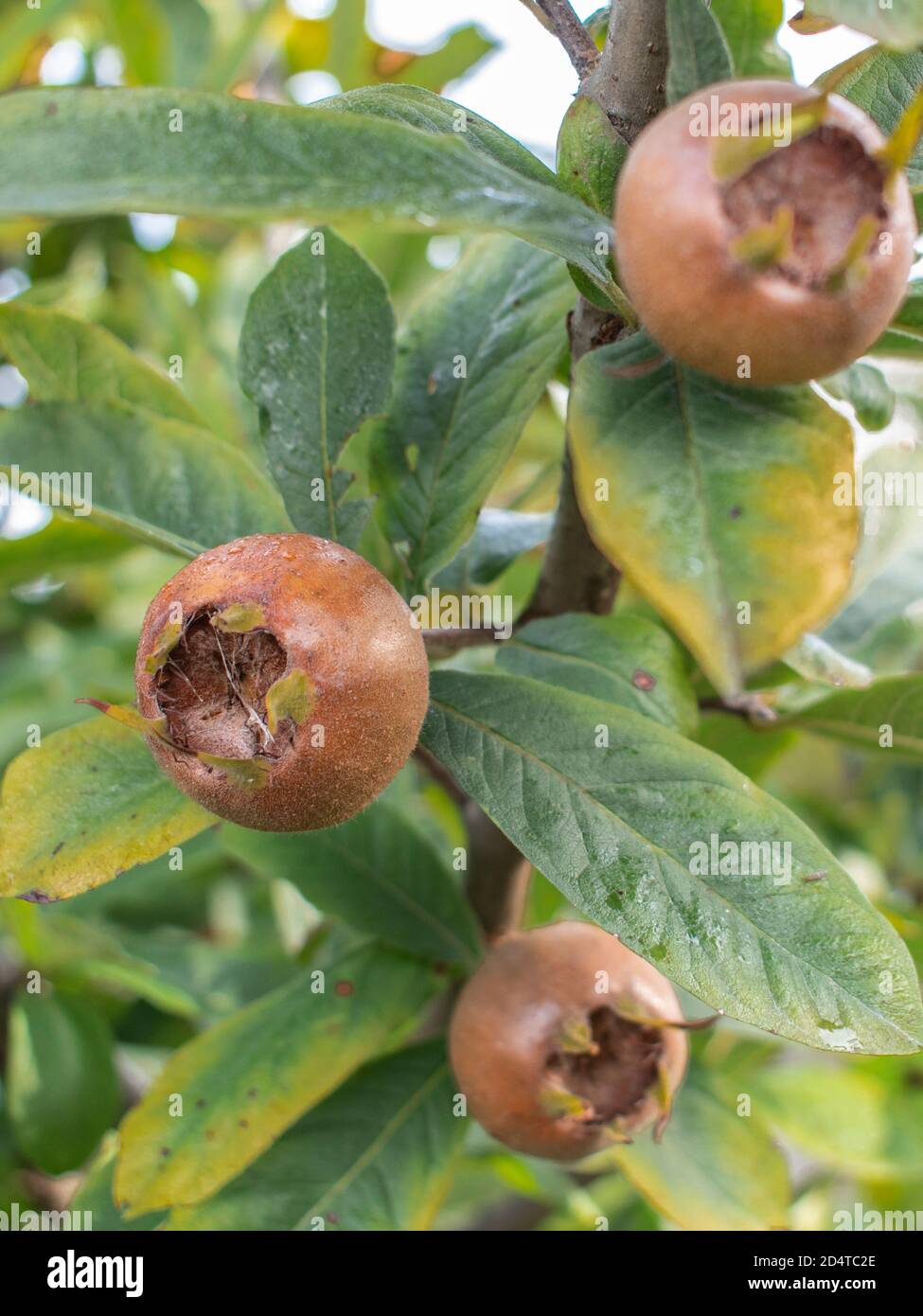Close up of Mespilus germanica fruits. Medlar fruit on the tree. Serbia, Europe Stock Photo