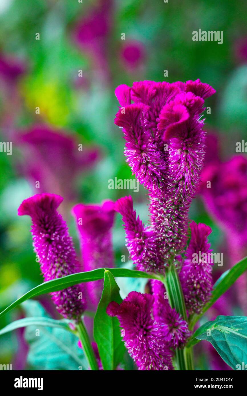 Celosia High Resolution Stock Photography And Images Alamy Celosia High Resolution Stock Photography And Images Alamy