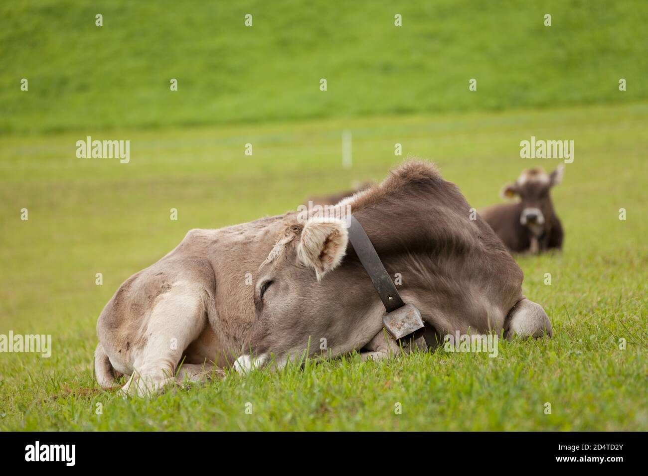 A brown alpine cow resting in a green pasture in Dolomites area Stock ...