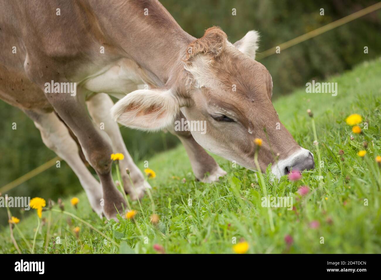 A brown alpine cow in a green pasture in Dolomites area Stock Photo - Alamy