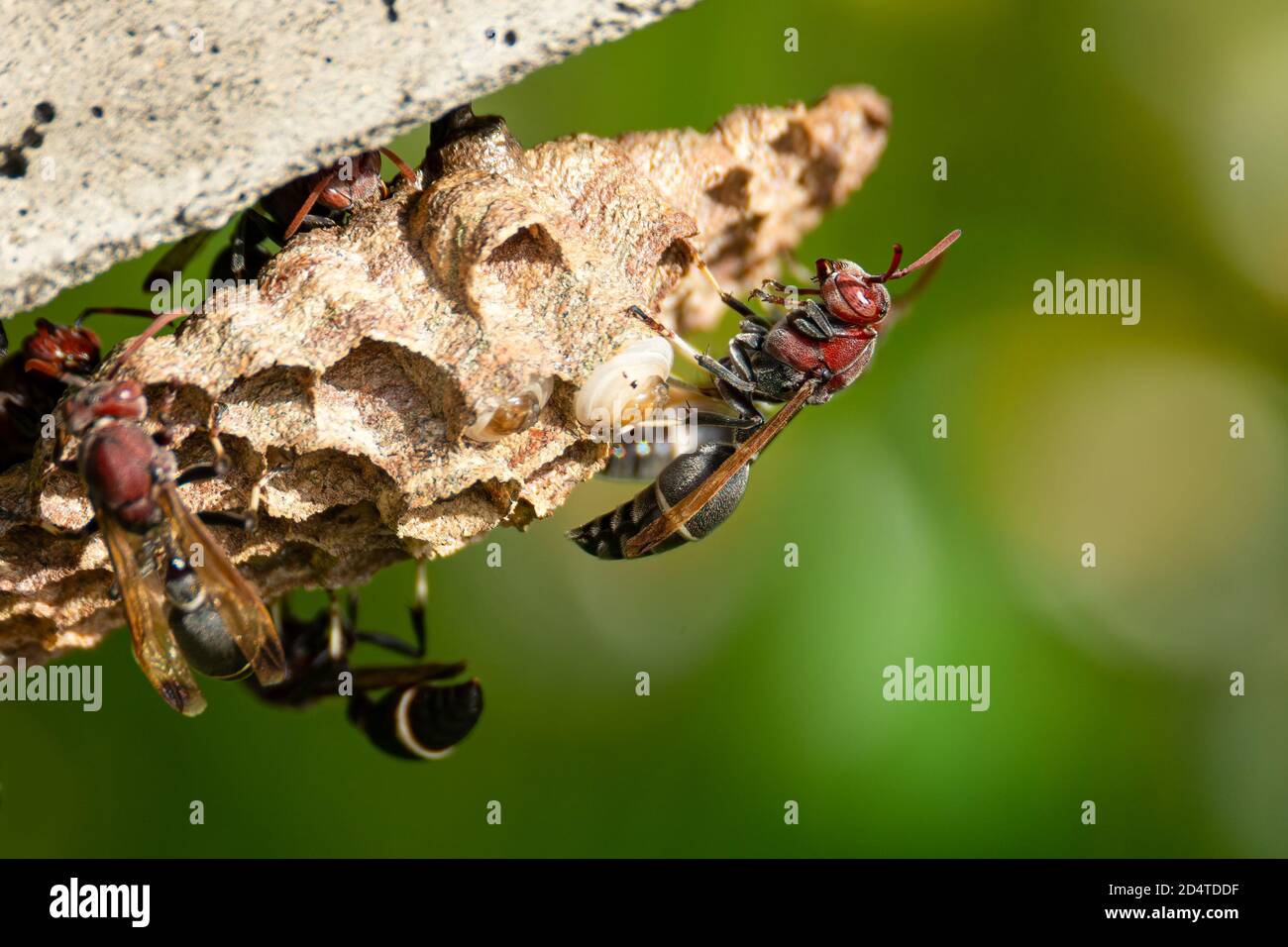 Paper Wasp preparing the nest while laying eggs Stock Photo Alamy