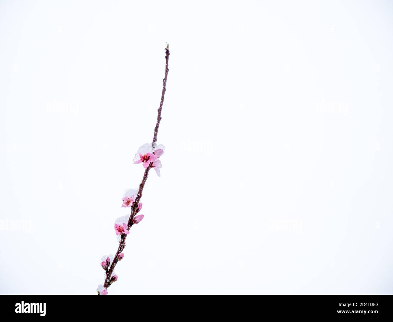 Peach flowers in bloom in the Japanese spring after a sudden and rare snowstorm Stock Photo