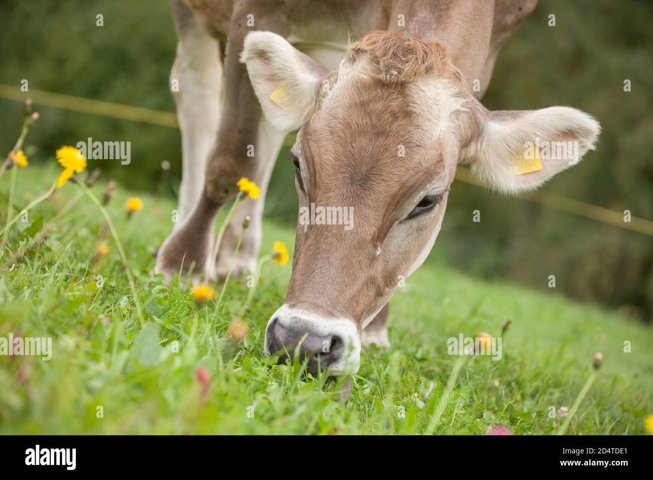 A brown alpine cow in a green pasture in Dolomites area Stock Photo - Alamy
