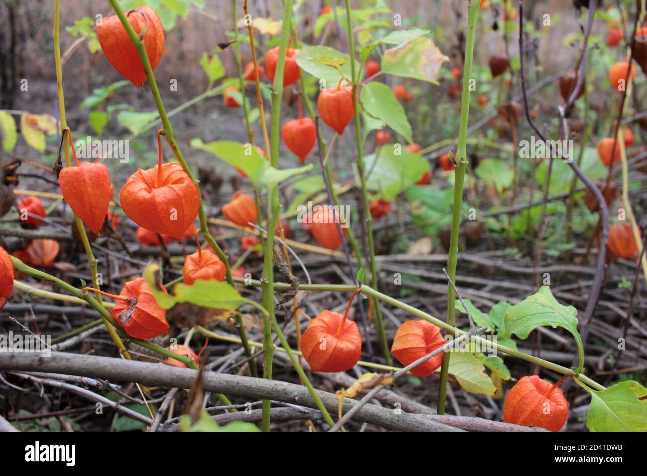 Physalis Alkekengi Orange Flowers Also Known As Chinese Lantern Or Winter Cherry In The Autumn Garden Popular Ornamental And Medicinal Plant Stock Photo Alamy