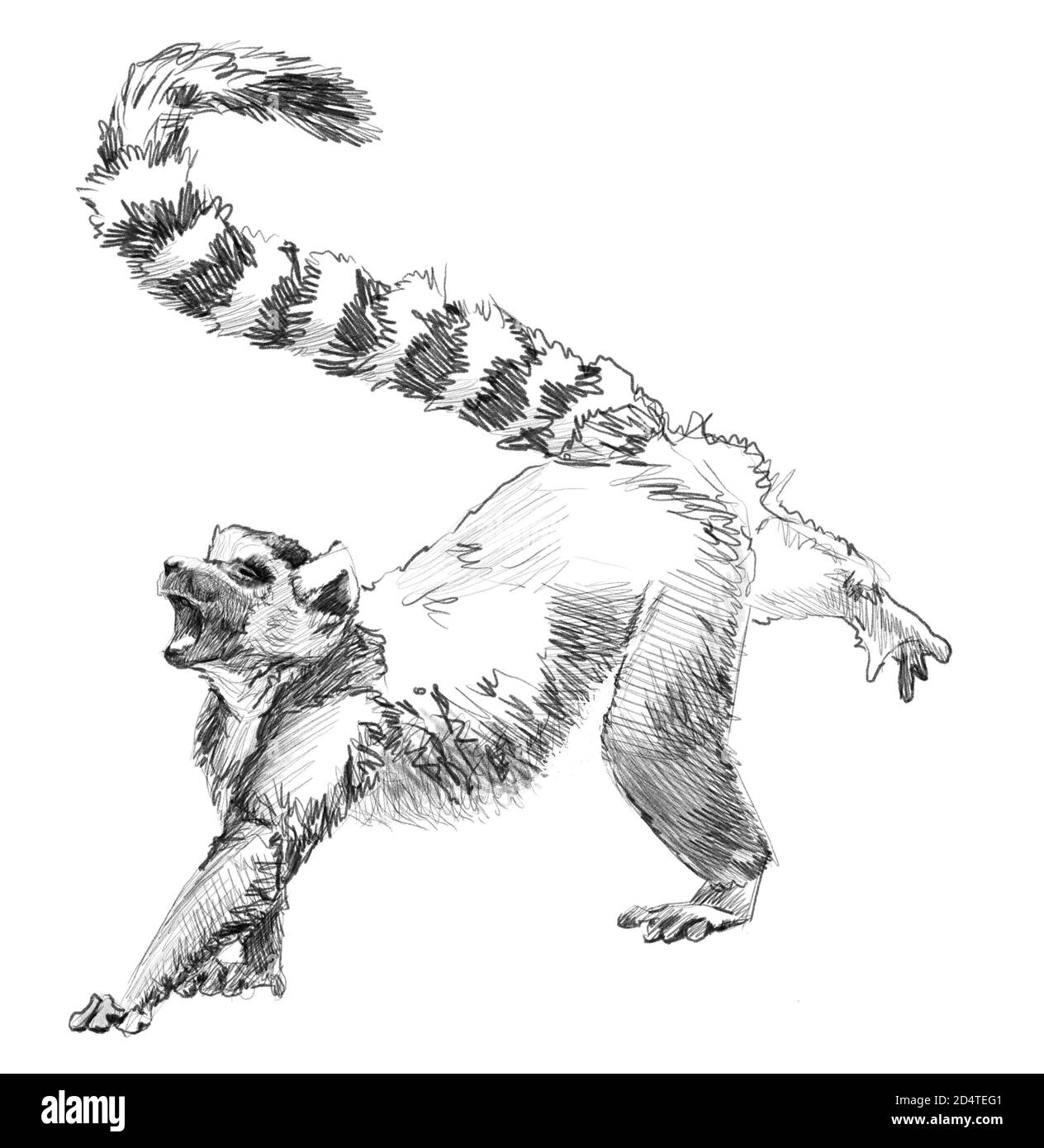 Sketch Lemur, madagascar. Hand drawn pencil illustration Stock Photo