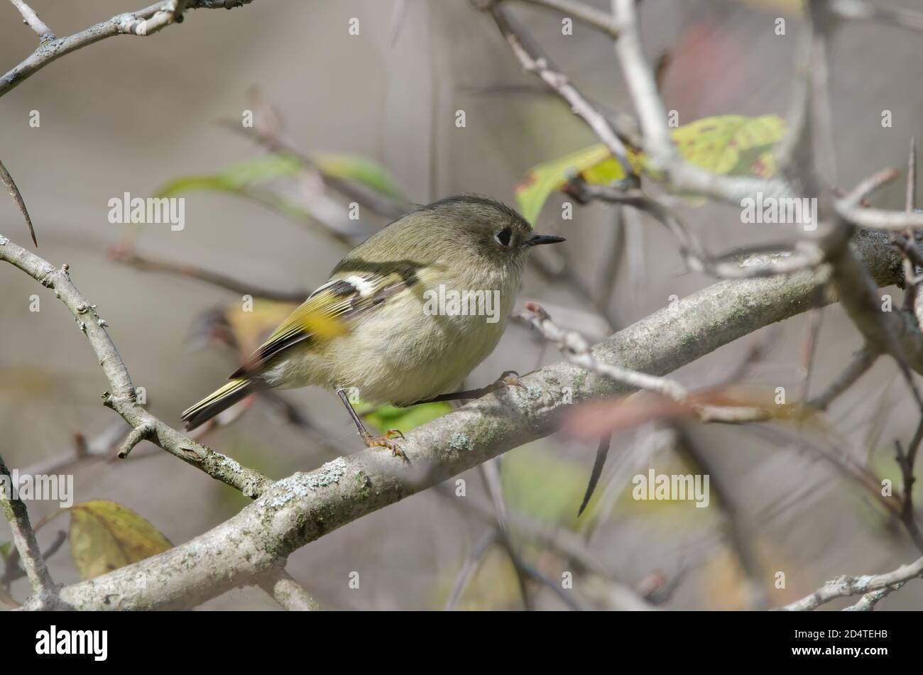 Ruby-crowned Kinglet (Regulus calendula) female perched in a tree where she was eating insects Stock Photo