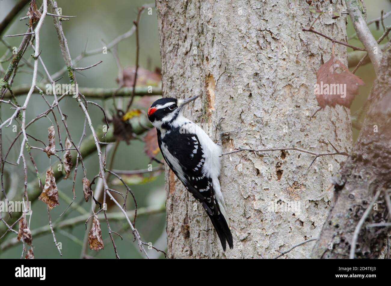 A male Hairy Woodpecker (Dryobates villosus) pecking a tree in search of insects to eat Stock Photo