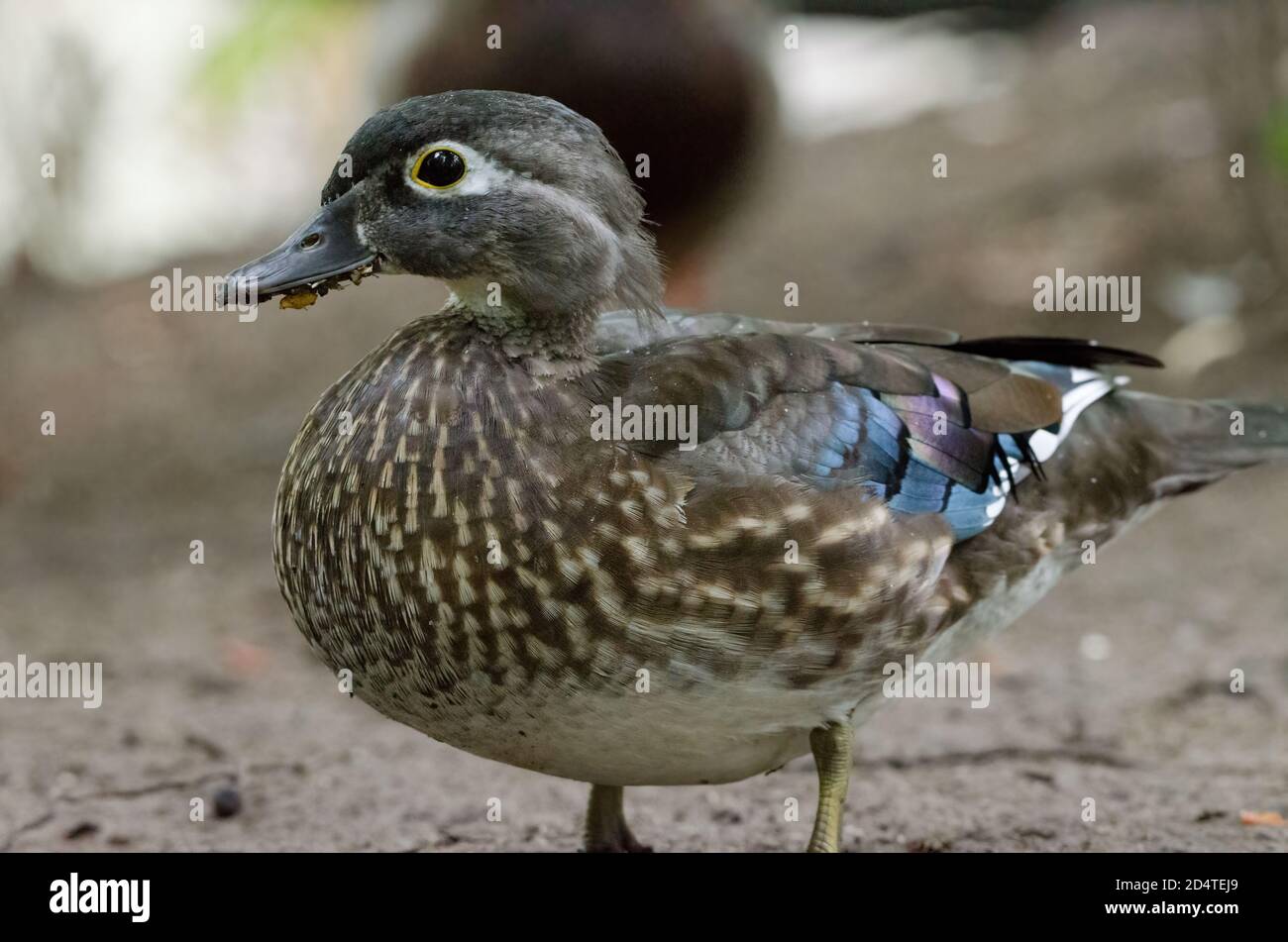A female Wood Duck (Aix sponsa) closeup Stock Photo