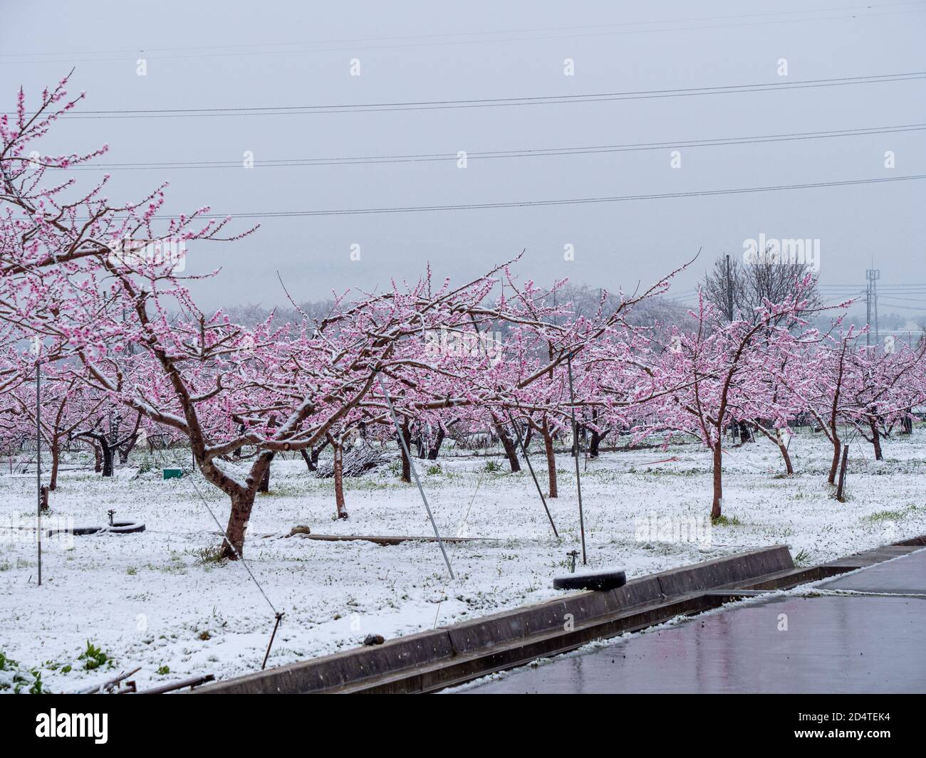 Peach flowers in bloom in the Japanese spring after a sudden and rare snowstorm Stock Photo