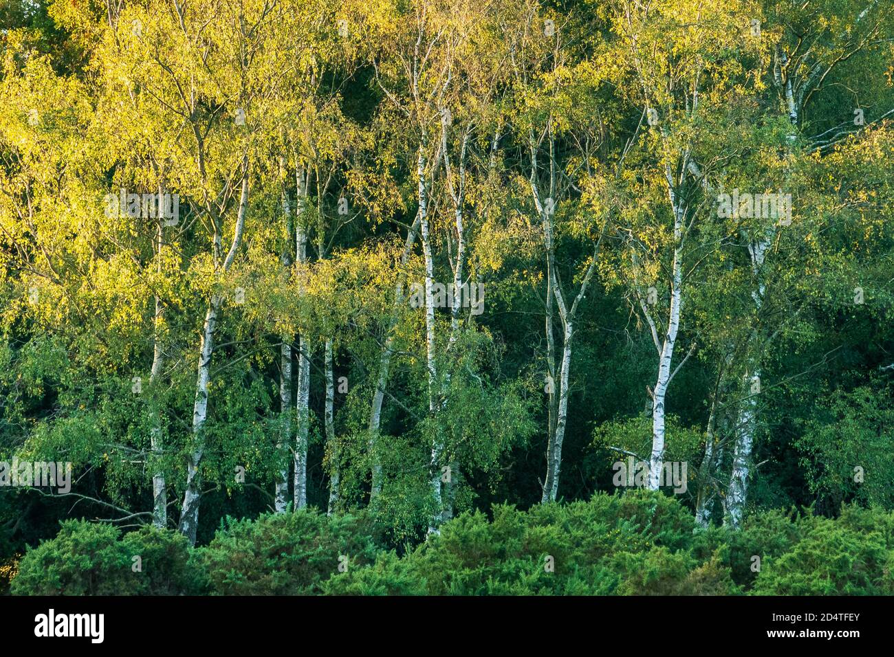 Silver Birch trees with sunlight on the treetops and leaves turning yellow in October, autumn, UK Stock Photo