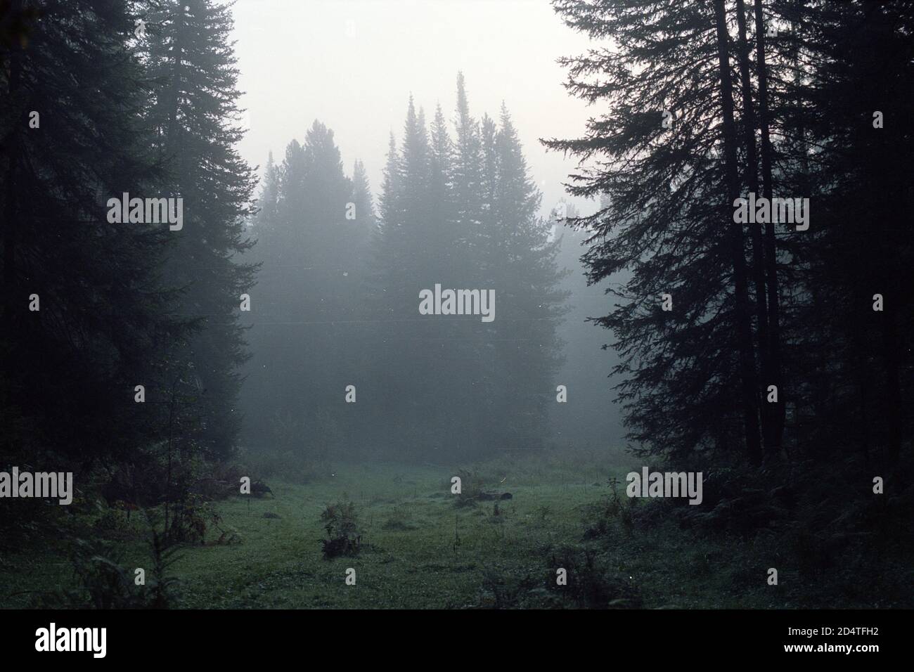 Vintage landscape in dark taiga with coniferous trees on film. Mystic mist in eerie forest in horror style. Atmospheric scanned analog photography wit Stock Photo
