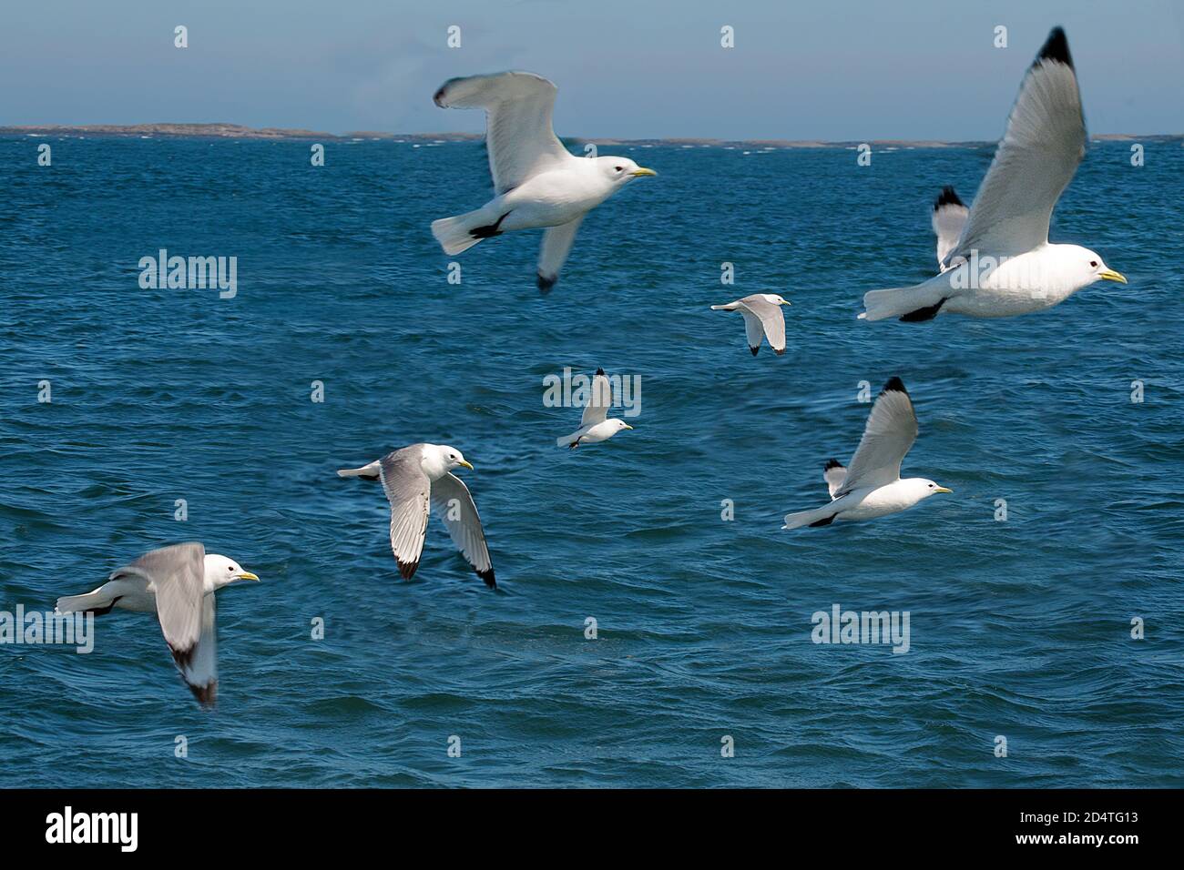 Flock of Seagulls flying over open sea in the United Kingdom Stock ...
