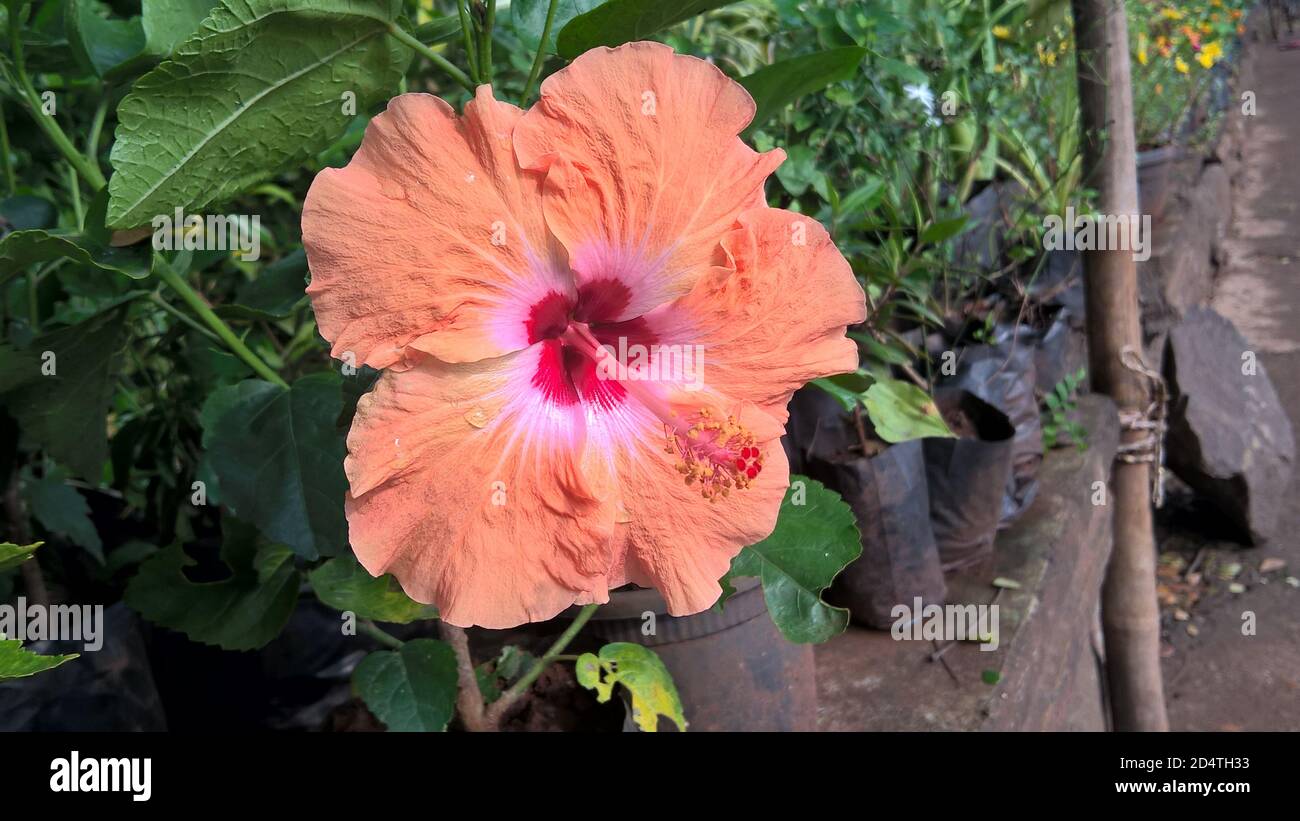 Hibiscus rosa sinensis malaysia hi-res stock photography and images - Alamy